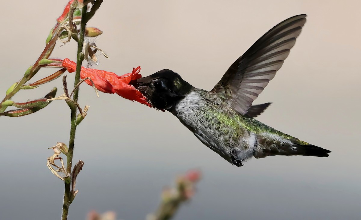 Anna's Hummingbird - ML642298915