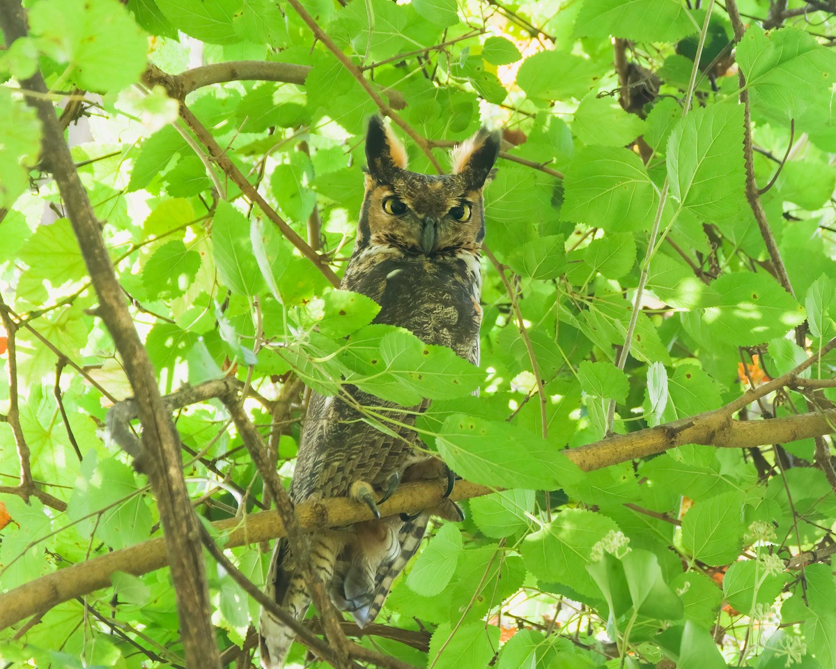 Great Horned Owl - ML642298923