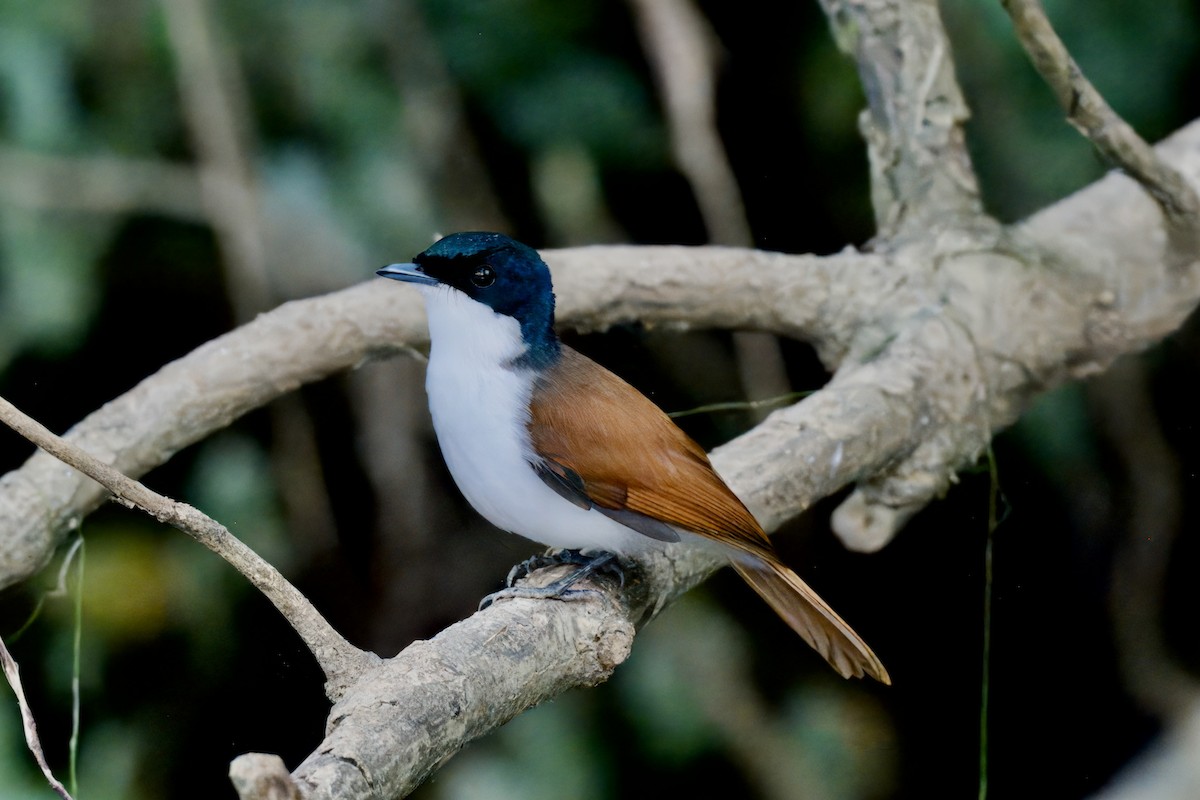 Shining Flycatcher - ML642298932