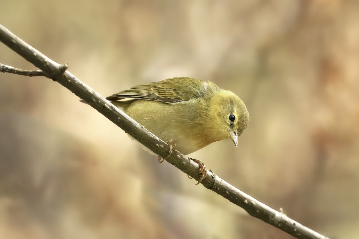 Tennessee Warbler - ML642298933