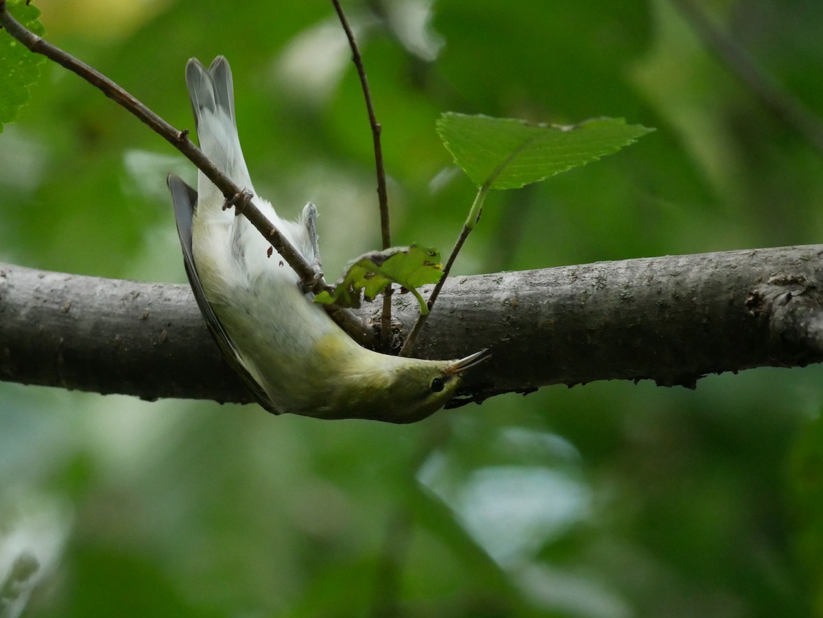 Tennessee Warbler - ML642298961