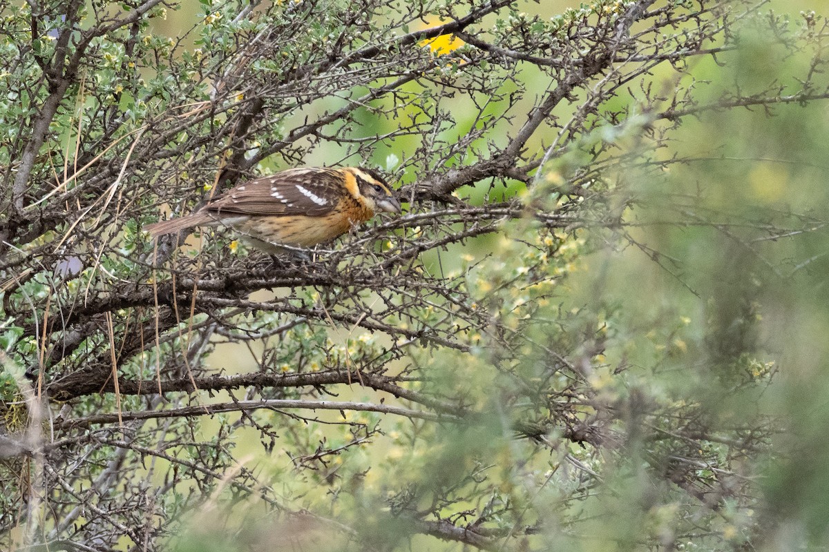 Black-headed Grosbeak - ML642298973