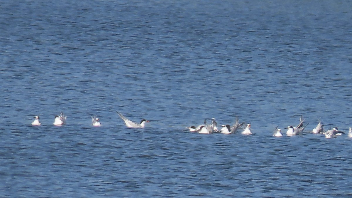 Common Tern - ML642298976