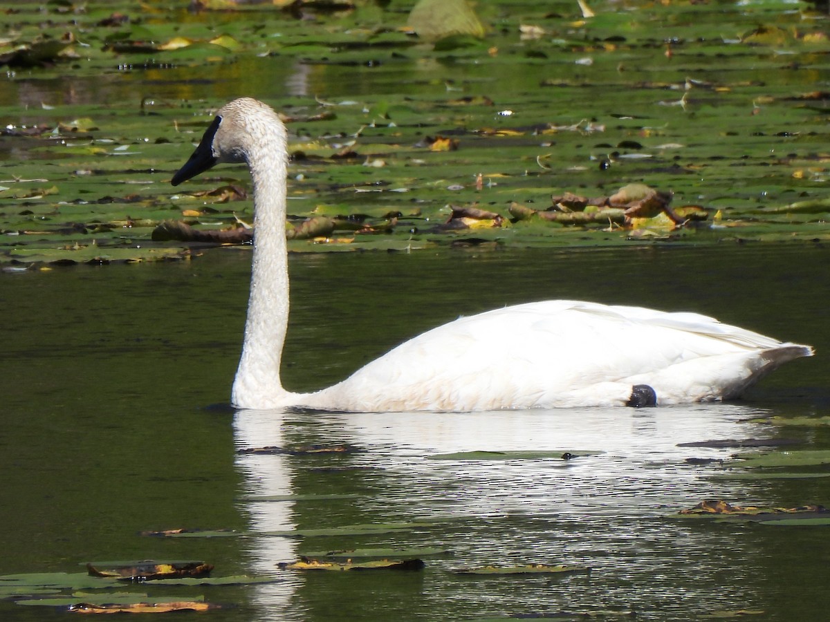 Trumpeter Swan - ML642298977