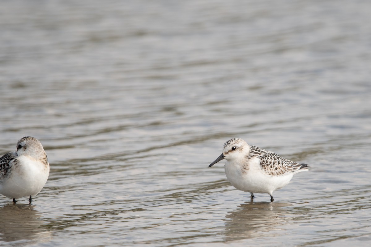 jespák písečný - ML642298990