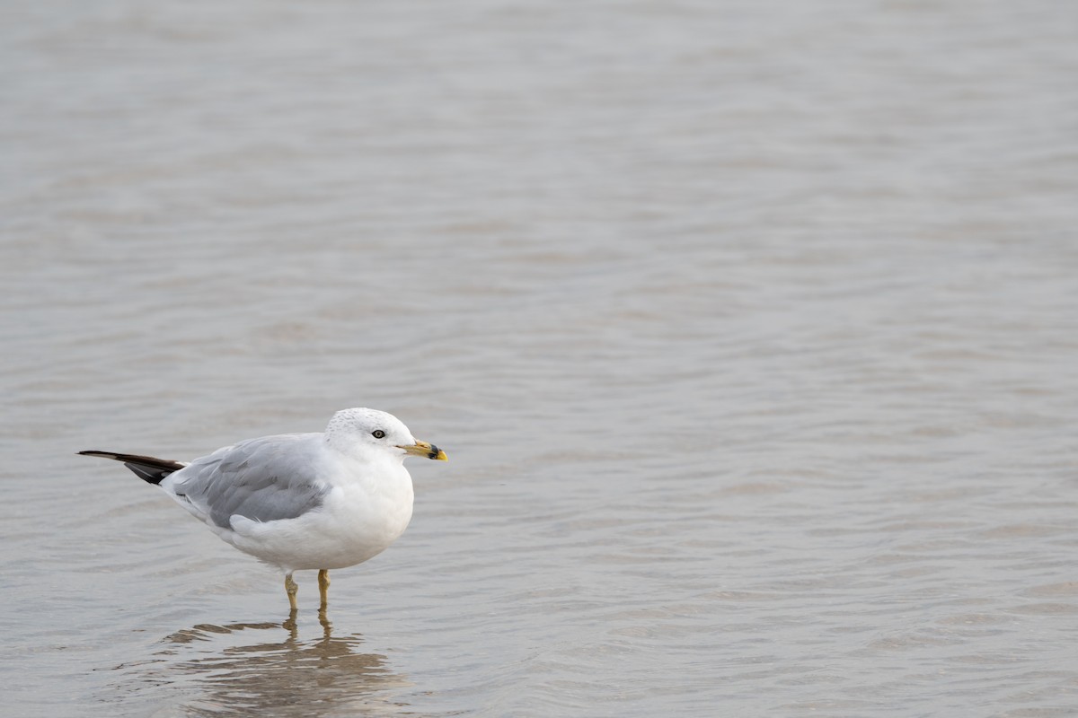 racek kroužkozobý - ML642298994