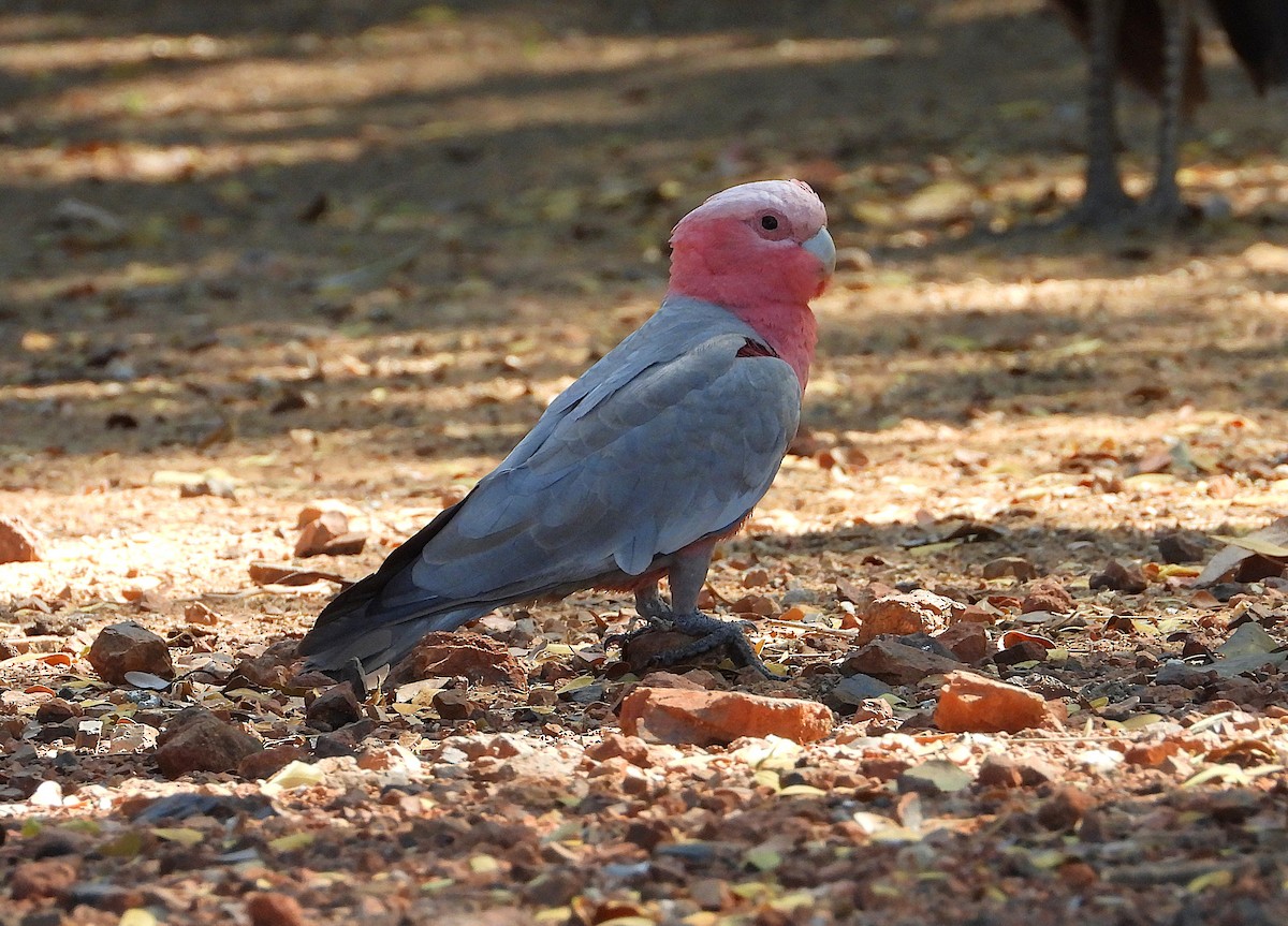 Galah - ML642298998