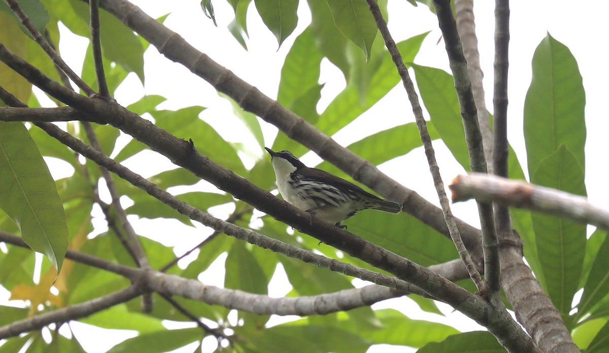 Stripe-sided Rhabdornis - ML642298999