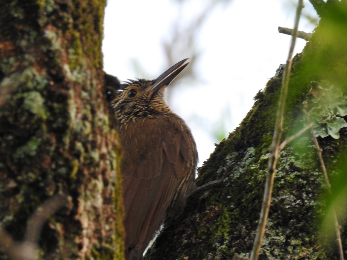 Planalto Woodcreeper - ML642299000
