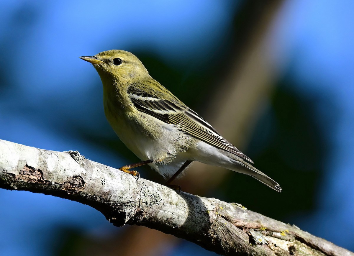 Blackpoll Warbler - ML642299002