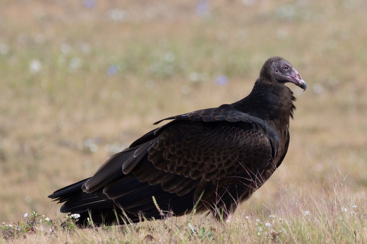 kondor krocanovitý - ML642299003