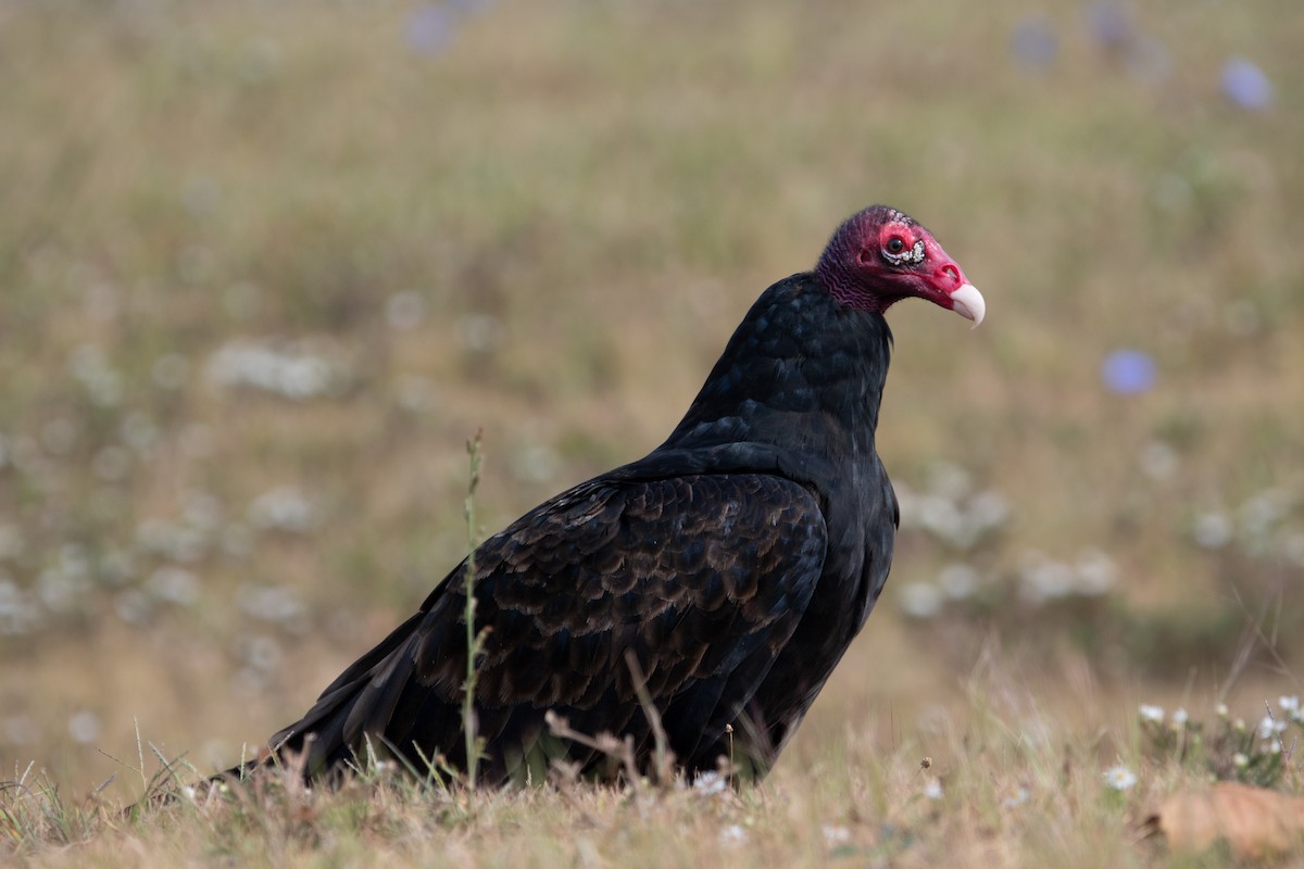Turkey Vulture - ML642299004