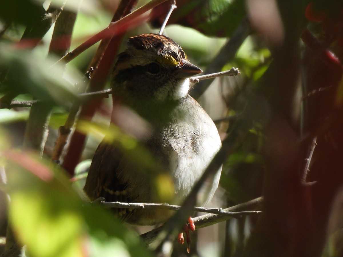 White-throated Sparrow - ML642299005