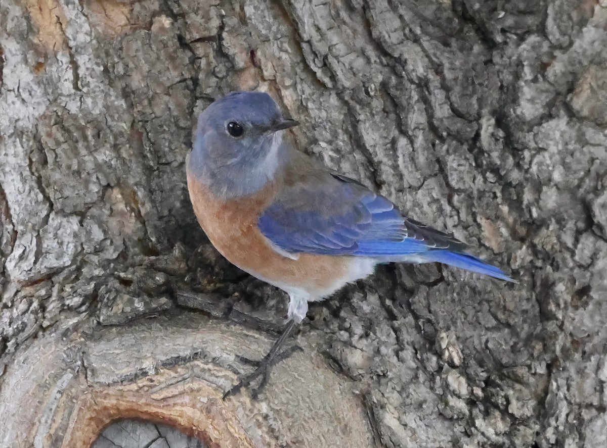 Western Bluebird - ML642299006