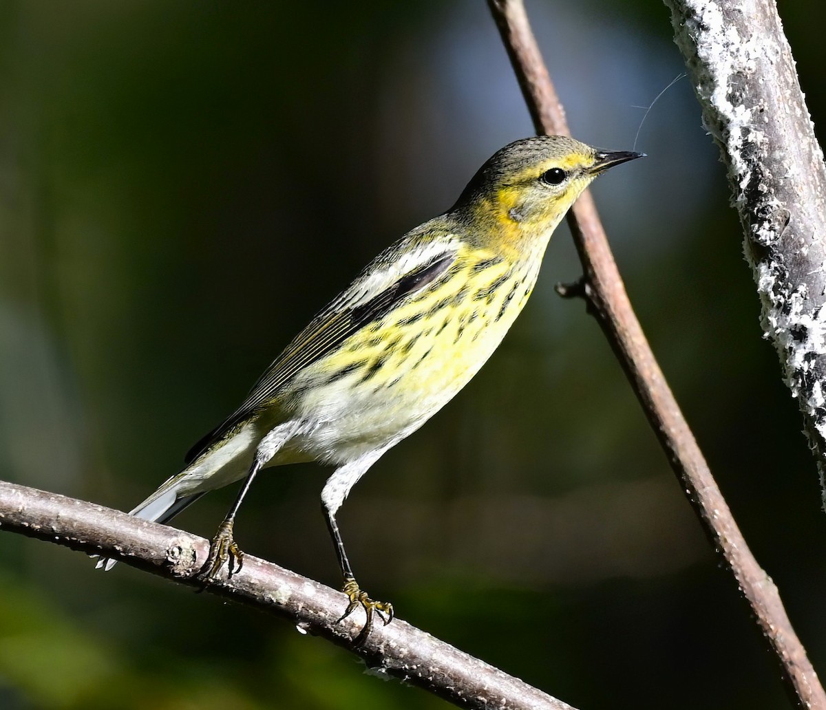 Cape May Warbler - ML642299008