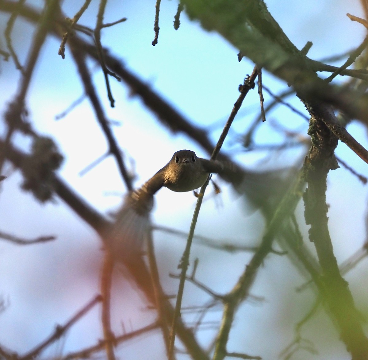 Ruby-crowned Kinglet - ML642299010