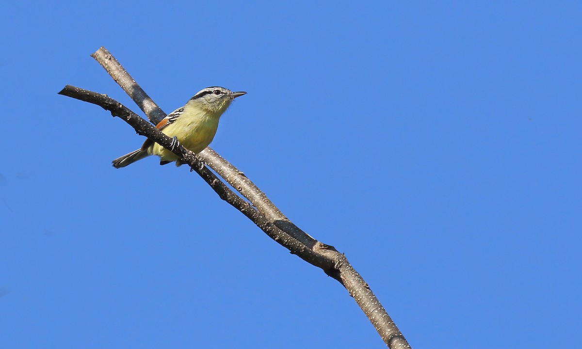 Rufous-margined Antwren - ML642299011