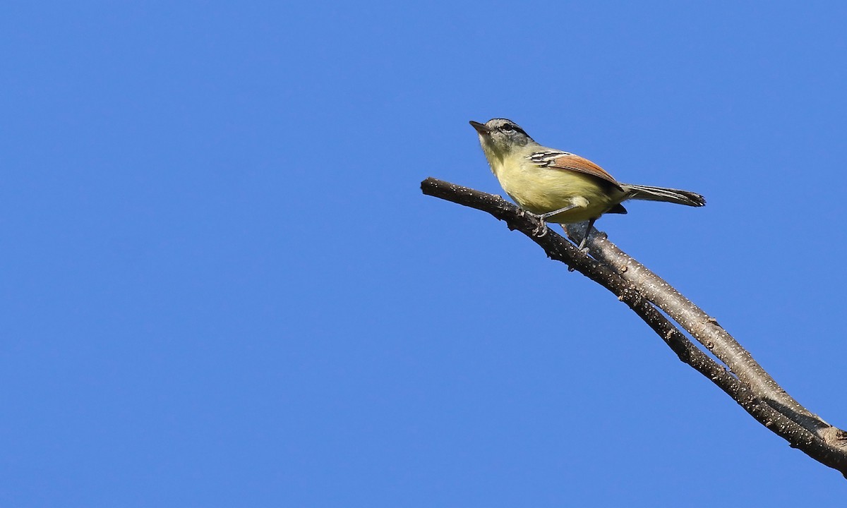 Rufous-margined Antwren - ML642299012