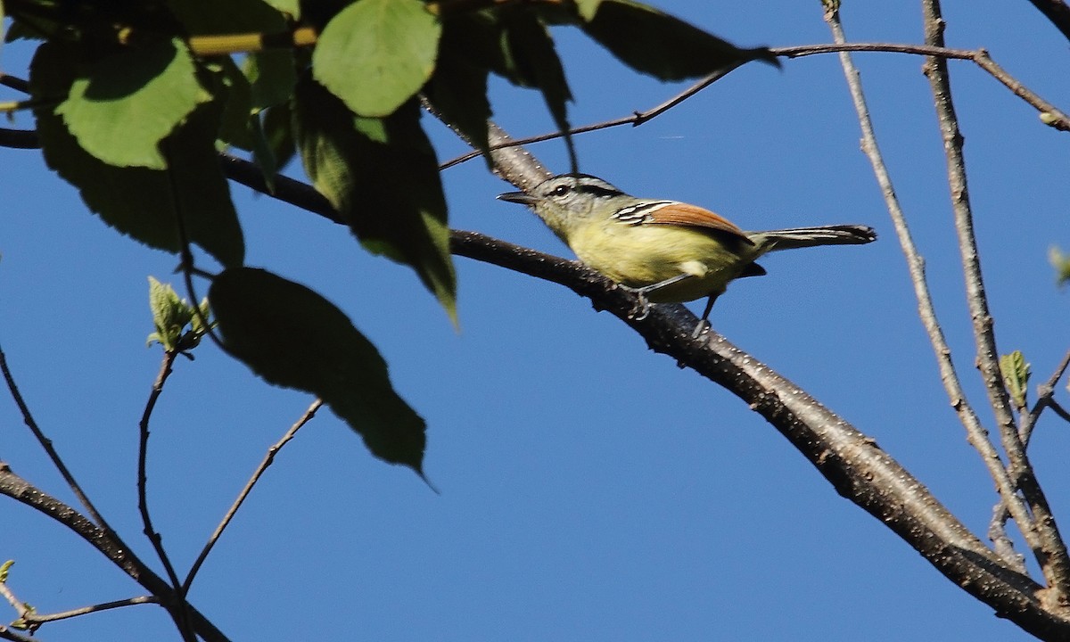 Rufous-margined Antwren - ML642299013