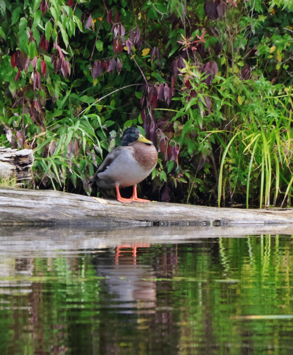 Mallard - ML642299014