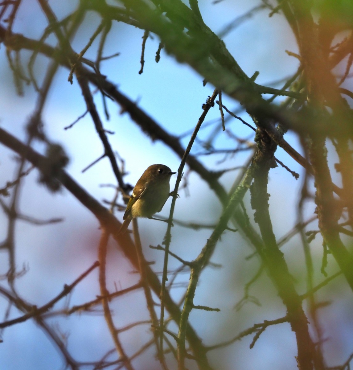 Ruby-crowned Kinglet - ML642299015