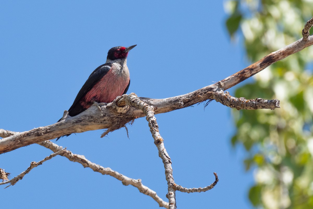 Lewis's Woodpecker - ML642299016