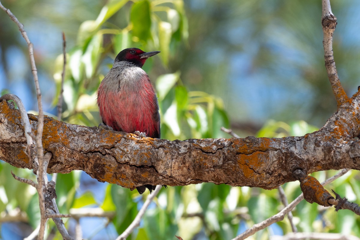 Lewis's Woodpecker - ML642299017