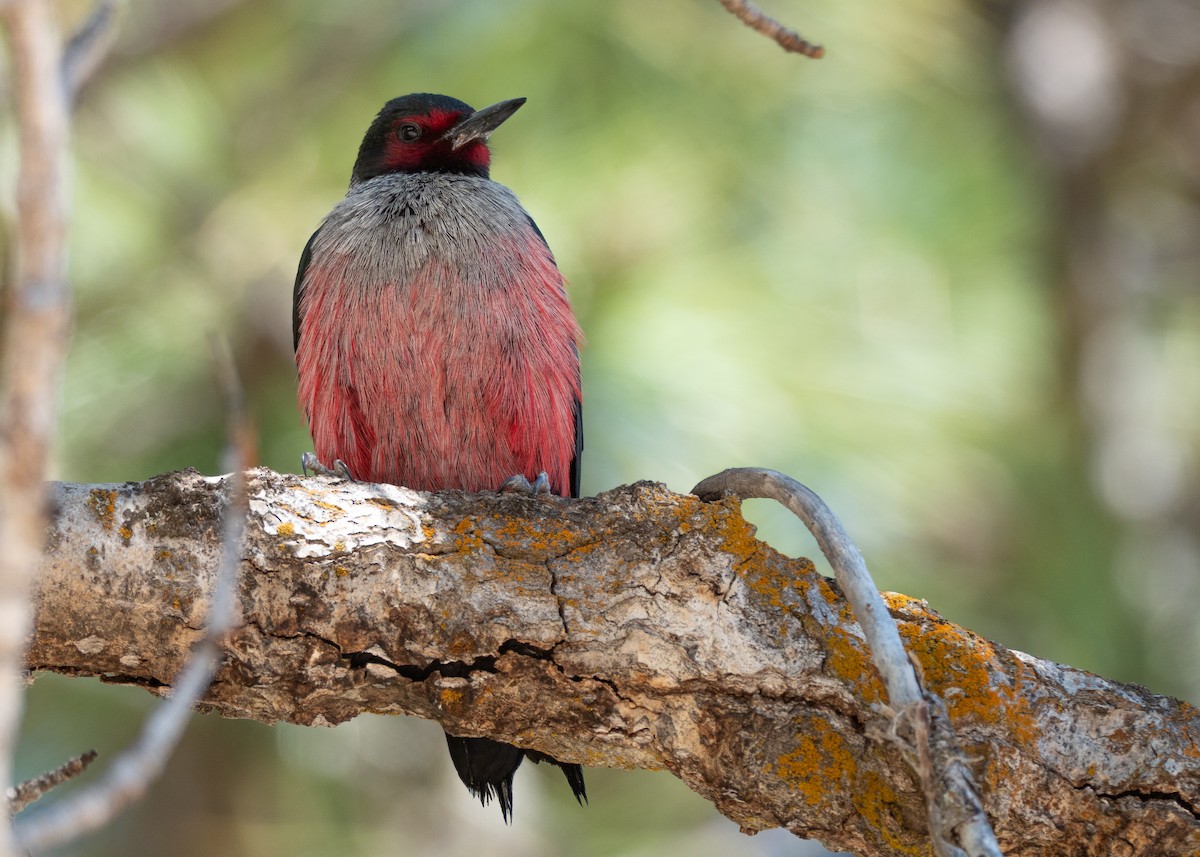 Lewis's Woodpecker - ML642299018
