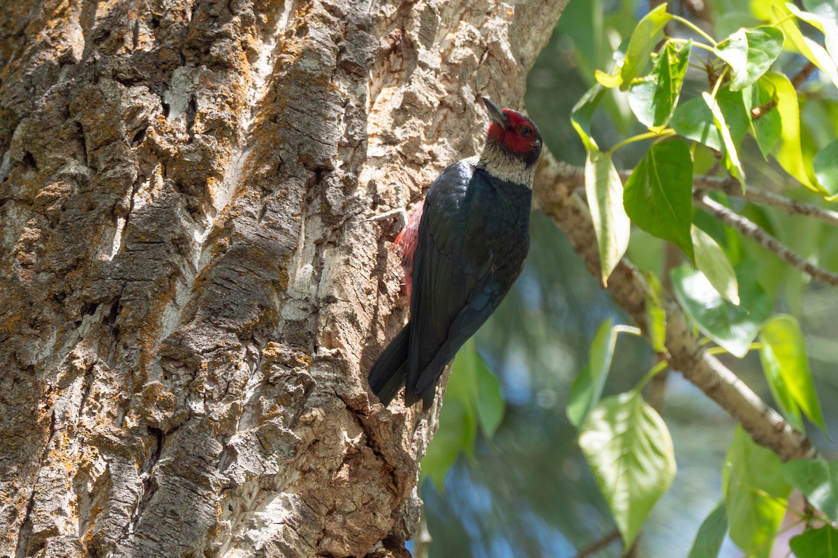 Lewis's Woodpecker - ML642299019