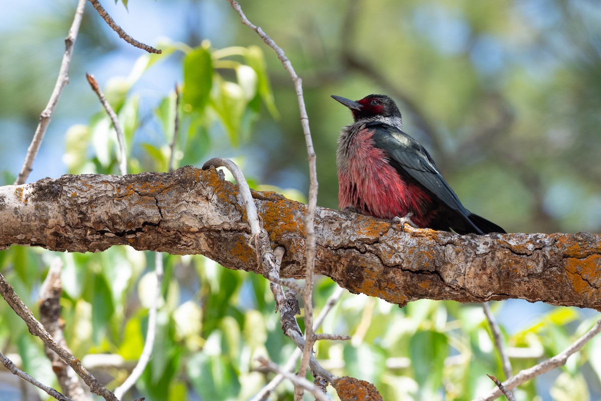 Lewis's Woodpecker - ML642299020