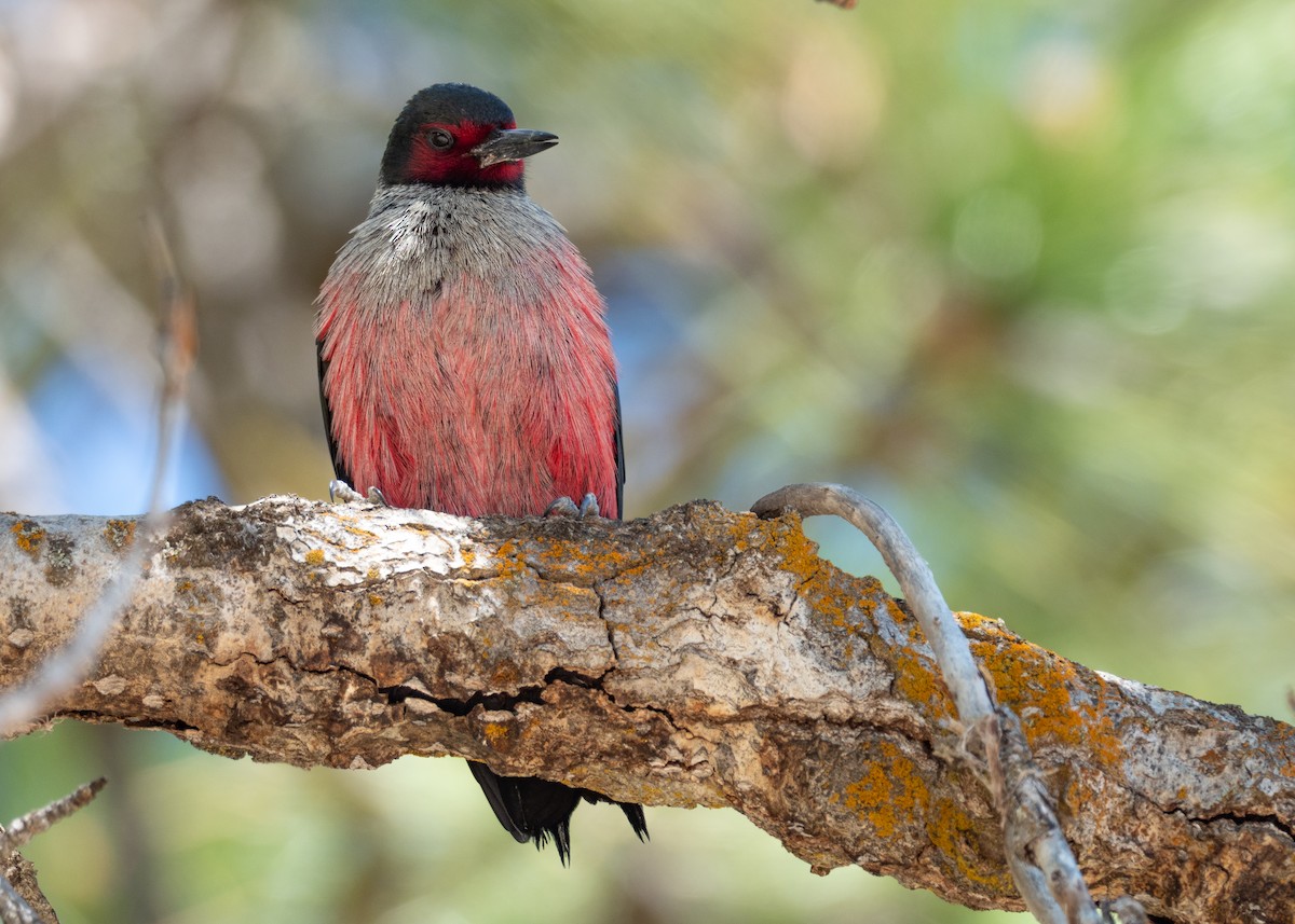 Lewis's Woodpecker - ML642299021