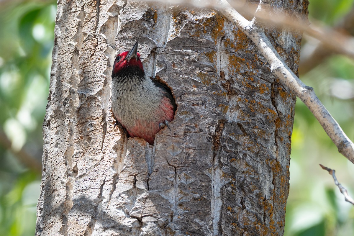 Lewis's Woodpecker - ML642299024