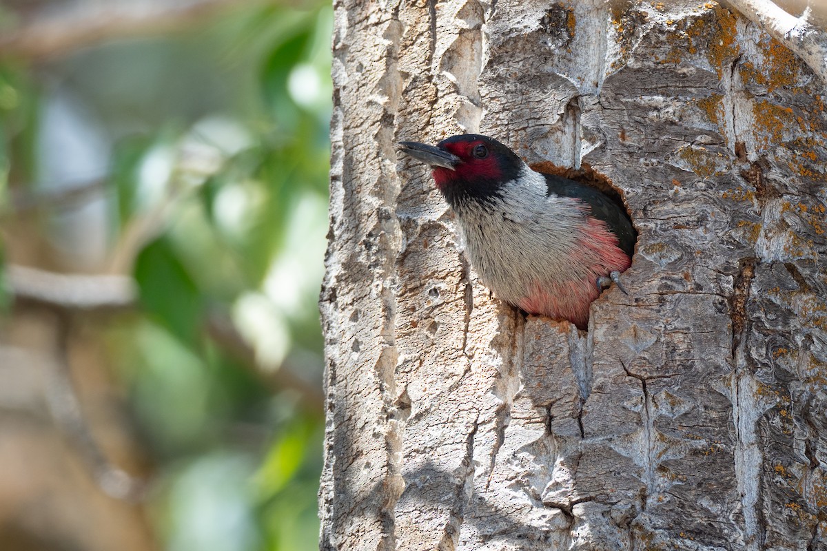 Lewis's Woodpecker - ML642299025