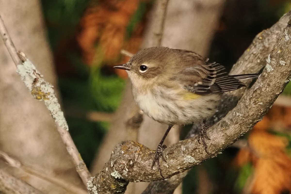 Yellow-rumped Warbler - ML642299026