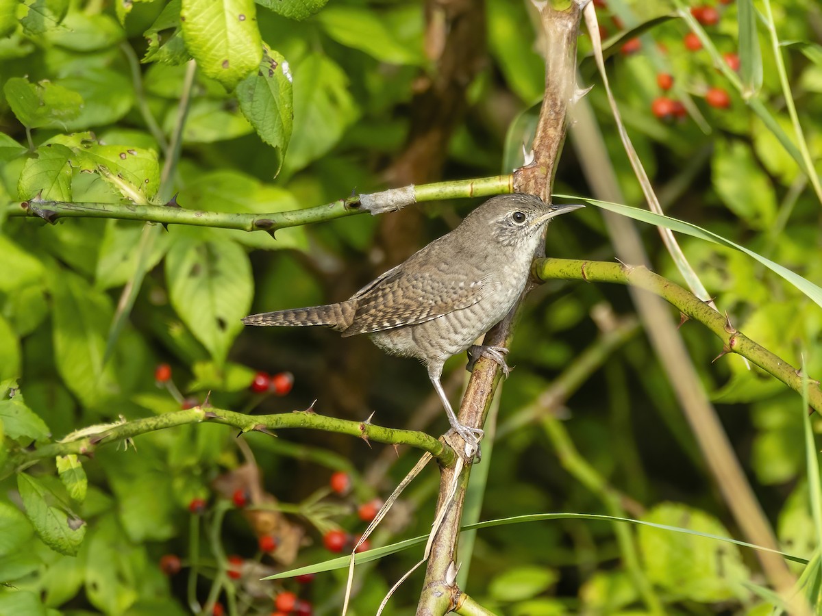 Northern House Wren - ML642299028