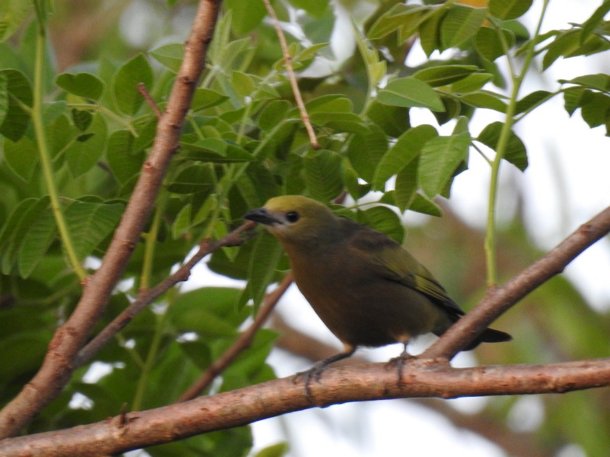Palm Tanager - ML642299029