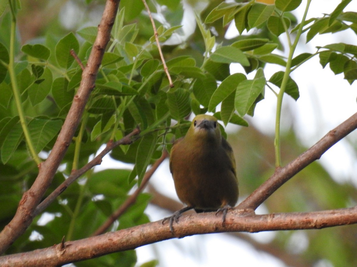 Palm Tanager - ML642299030