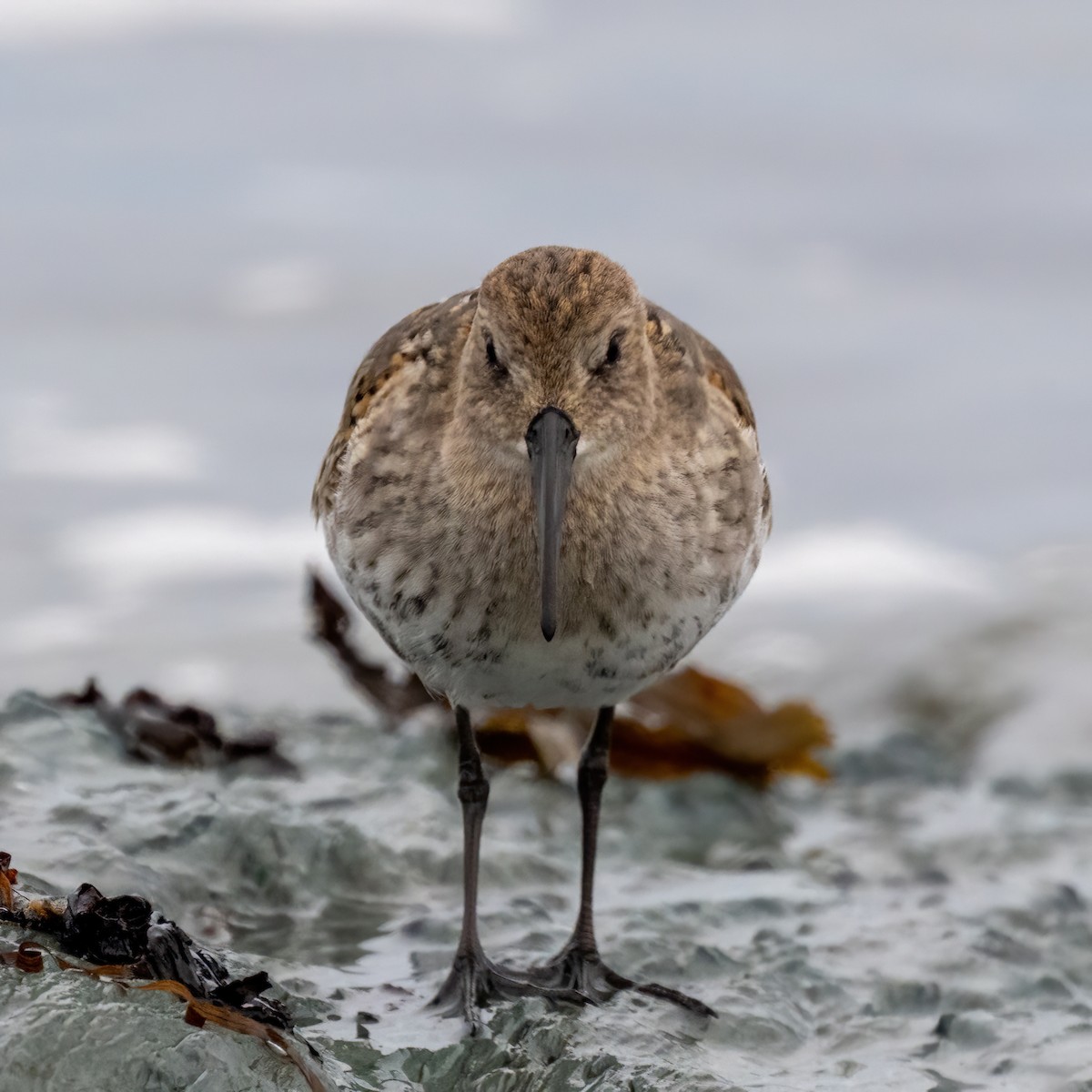 Dunlin - ML642299032