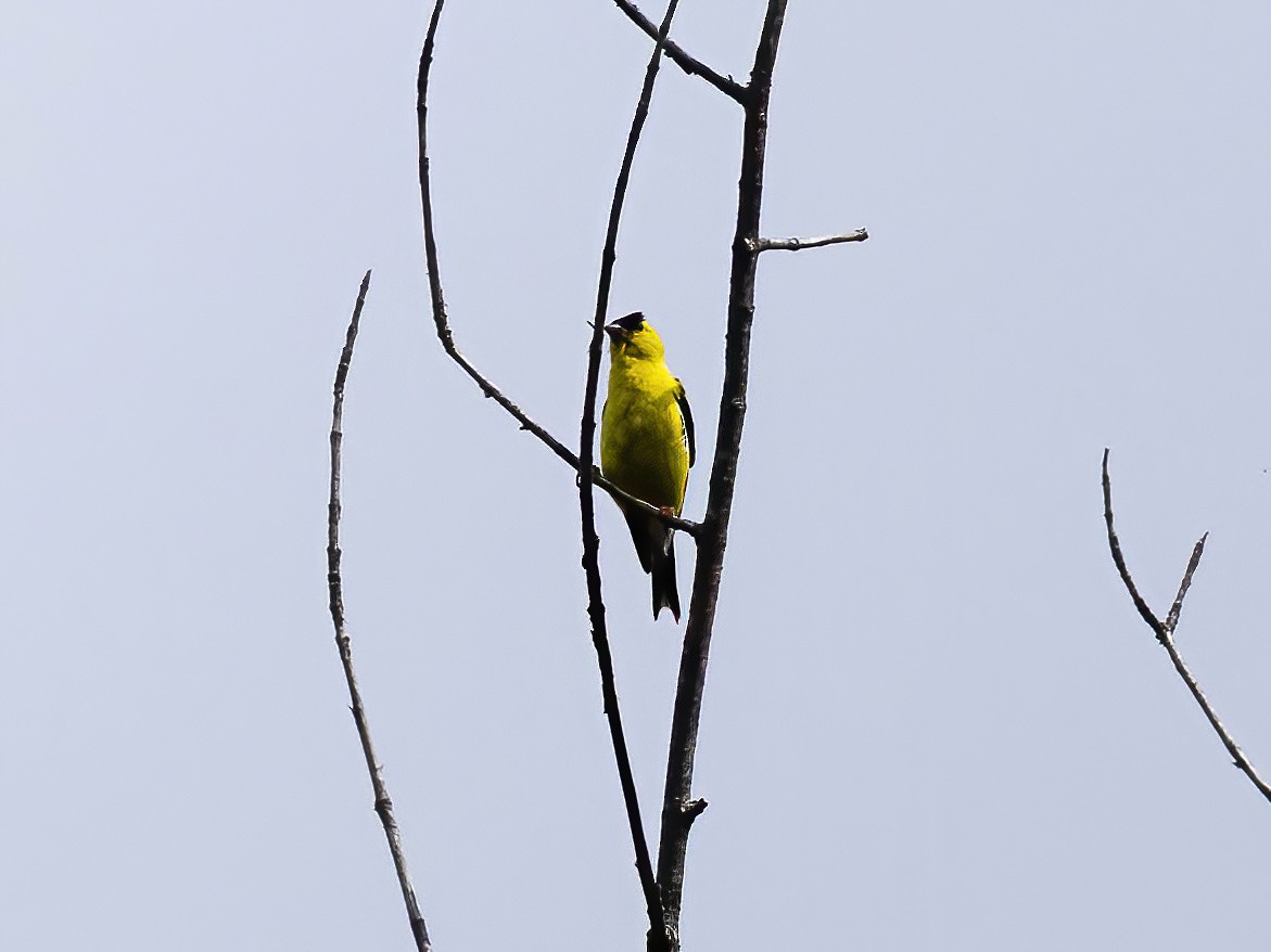 American Goldfinch - ML642299039