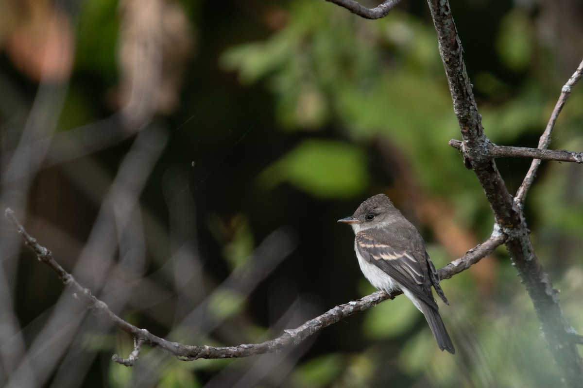 tyranovec východní - ML642299068