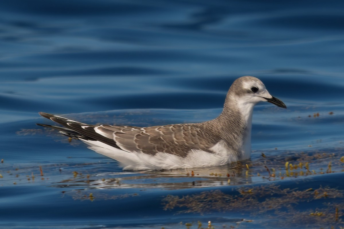 Sabine's Gull - ML642299107
