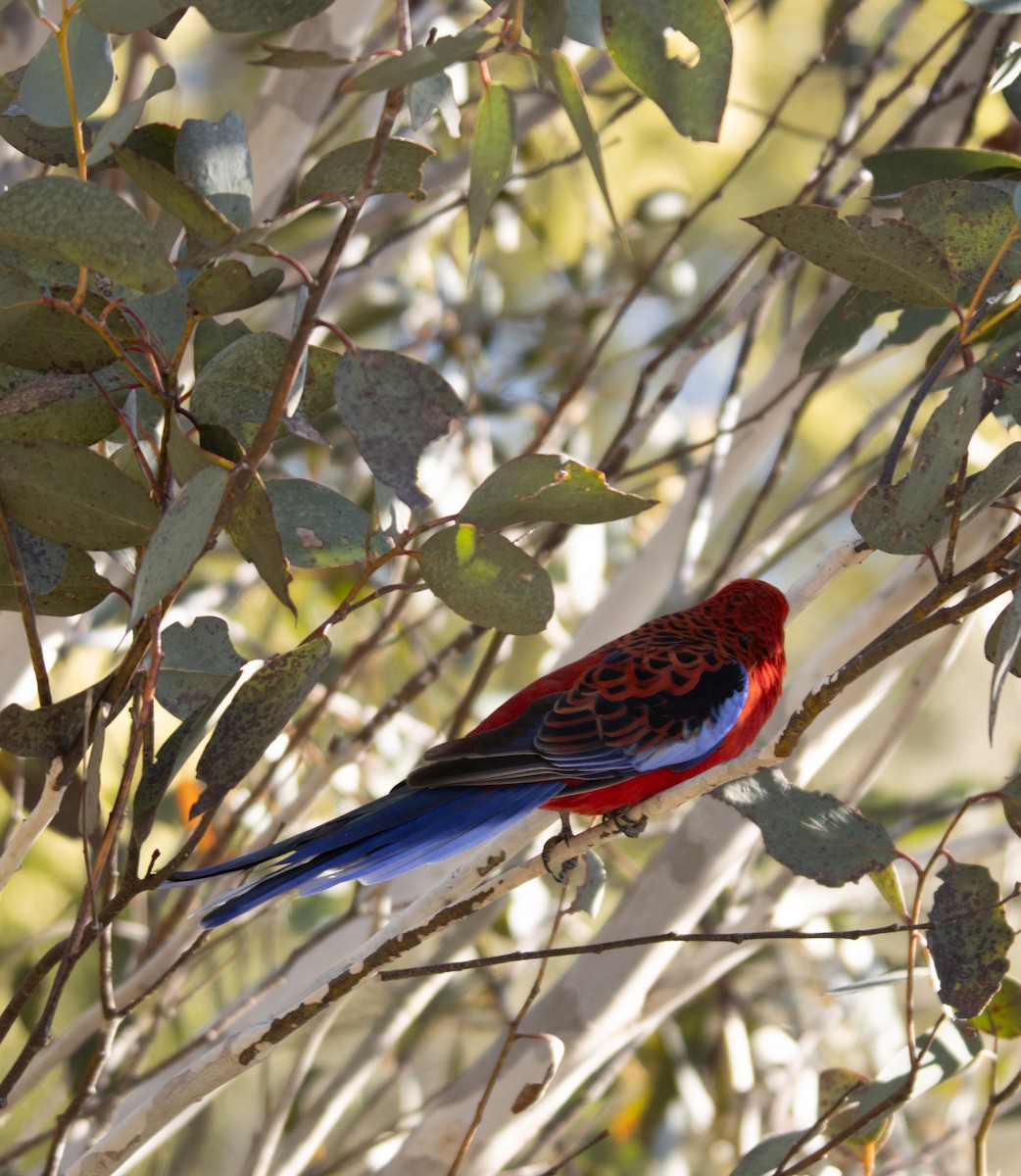 Crimson Rosella (Crimson) - ML642299110