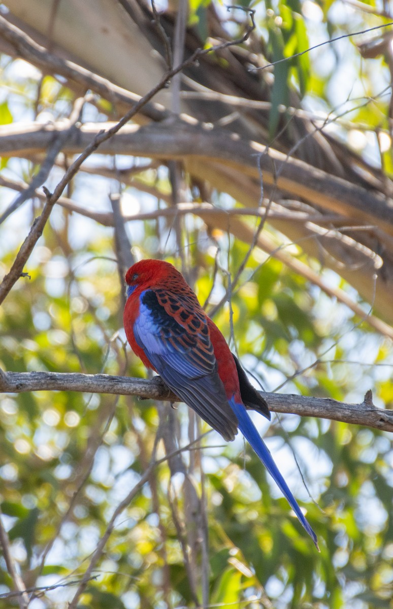 Crimson Rosella (Crimson) - ML642299111