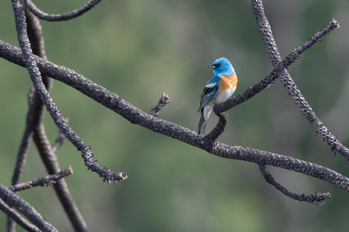 Lazuli Bunting - ML642299118