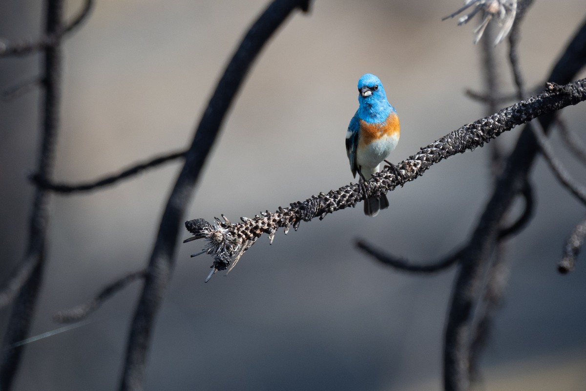 Lazuli Bunting - ML642299123