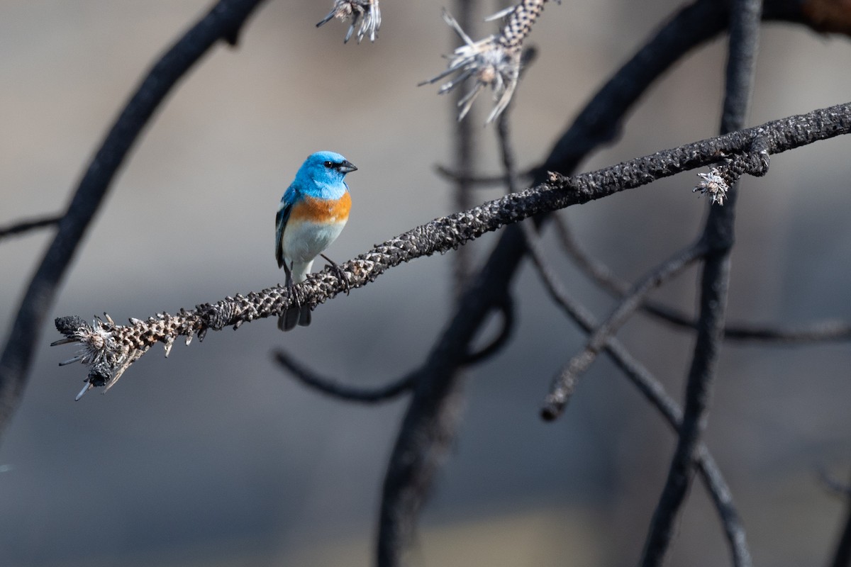 Lazuli Bunting - ML642299124