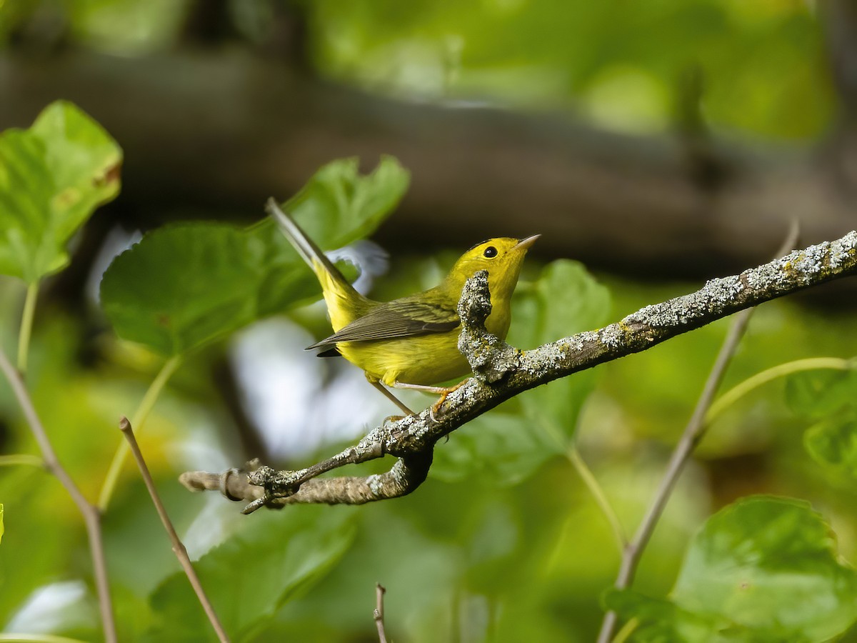 kalottparula - ML642299144