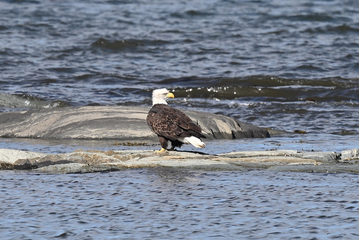 hvithodehavørn - ML642299155