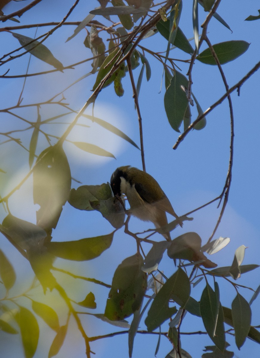 White-naped Honeyeater - ML642299163