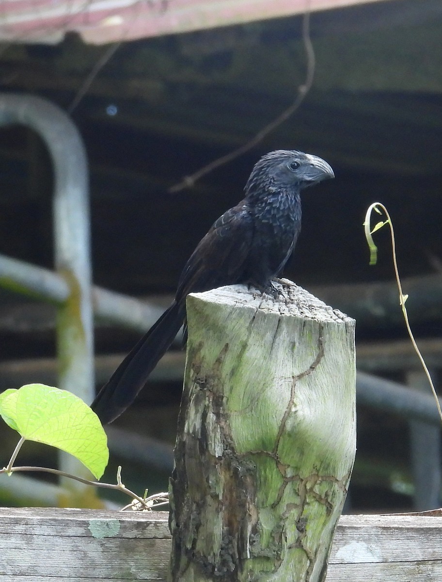 Groove-billed Ani - ML642299173
